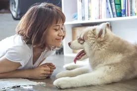 假如让狗说人话，强大的人类，分分钟就会消灭它们图片