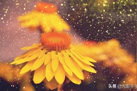 雨中花卉摄影太有意境！雨天从不外出拍摄的你，不知错过多少佳作图片