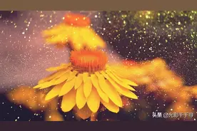 雨中花卉摄影太有意境！雨天从不外出拍摄的你，不知错过多少佳作图片