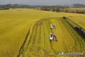 农业未来5年“两涨一稳”！种粮、养猪、牛羊，哪个更赚钱？图片