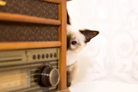 听说猫忘记你只要20天？图片