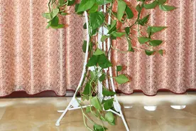 公认的“12种耐阴花”，有点散光就能长，花叶俱美有格调图片