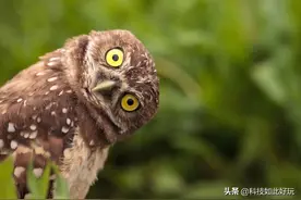 这些比人类听力更灵敏的神奇动物你都见过吗？图片