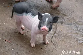 动物园养“家畜家禽”？这些香猪在宁波圈了不少粉图片