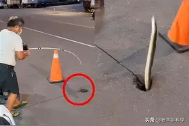 机动车道上钓鳗鱼，一晚能钓40条，价值7000元！钓到大鱼怎么办？图片