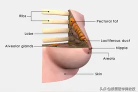 身为女人，你知道哪些肌肉对妳很重要呢？图片