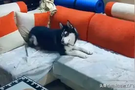 二哈咬坏包包，主人坐地痛哭，二哈：习惯就好了，我都没使劲图片