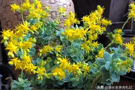 多肉开花会死吗？确实有部分多肉开花会死，但只要处理及时就没事图片