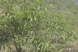 【脱贫故事】丁家湾村：做强林特产业 巩固脱贫成果图片