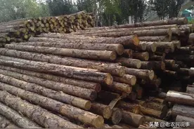 杉木价格“断崖式下跌”，价格能涨起来了吗？种植户如何应对？图片