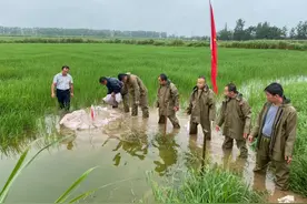 险！君山芦苇总场出现两处管涌，幸亏他们眼尖图片