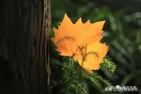 【散文】老屋有梦，别来无恙图片