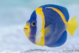 歪果仁跟你说“I eat no fish”，可不是“我不吃鱼”！太尴尬了图片