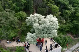 济南唯一的活株降龙木开花了，树畔还有七星古井群你发现了吗？图片