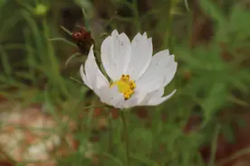 路边的野花不要采，但可以拍！一组小野花摄影直出图片