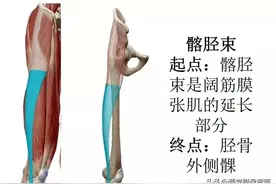「收藏」膝关节3D全彩解剖图谱，肌肉起止点和滑囊解剖图片