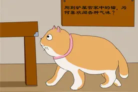 猫刚到铲屎官家中，猫为何喜欢闻气味，猫在意3种气味图片