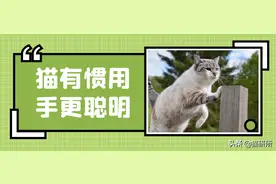 左撇子的猫咪会更聪明吗？图片