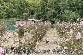 福建福州大叔创业11年种植食用花，从无人问津到无人能模仿图片