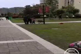 哈士奇突然咬住小女孩不放，男子将狗打死引争议图片