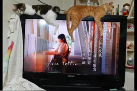两只猫趴在电视机上，主人都没法专心看剧了，注意力都在它们腿上图片