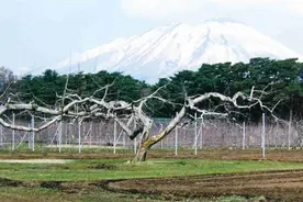 日本开心形苹果的生产现状和特点图片
