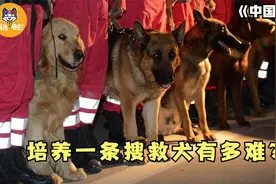 成为搜救犬有多难？爬障碍、钻废墟，每天训练8小时！纪录片图片