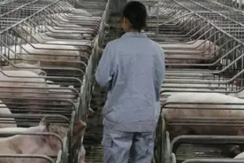 养猪人的一天图片