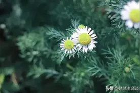 中小学语文30个常用成语，附故事讲解，孩子写作必备素材！图片