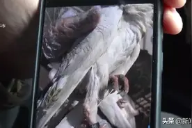 寄出时完完整整，收货后“碎碎糟糟”！快递员：包丢不包损，你怎么一直纠缠我呢？图片
