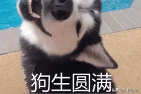 狗生巅峰！坐了狼群头把交椅，娶了母狼还当了爹图片