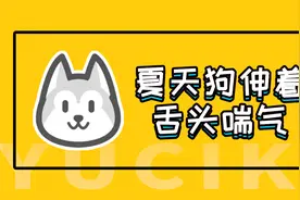 遇此刻涨姿势：为什么夏天狗要伸舌头喘气？视频封面