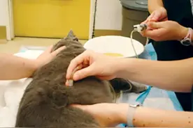 ​我的猫边尿尿边生气，怎么回事？图片