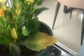 长寿花浇多了水该怎么补救呢？图片