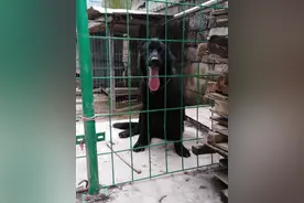 我的东德牧羊犬，名叫大山，蛮漂亮的图片