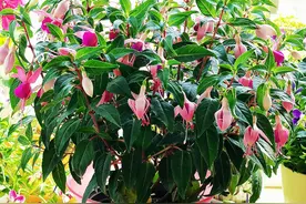 阳台养花，来棵“灯笼花”吧，花似灯笼，漂亮又喜庆，四季有花开图片