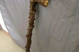 陕西农村的老花椒树越来越少，原来都被砍走做了城里人的把玩图片