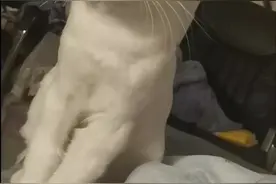 猫咪爱干净，同时也在养精蓄锐啊图片
