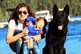 东德国牧羊犬，在主人需要的时候，它一定会陪在主人身边图片
