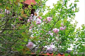 全国最长的樱花长廊花开十里，就在江西，再不出发等一年！图片