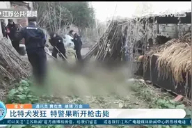 六七十斤比特犬发狂，攻击狗主人 涟水特警果断开枪击毙图片