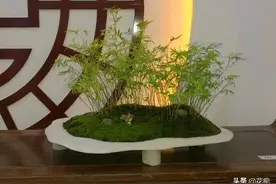 清新雅致的竹盆景，家里养一盆美极了图片