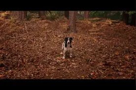 这是最惨的恶魔地狱犬，凶神恶煞到无辜萌犬图片
