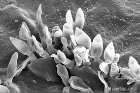 「地球生物全系列——从单细胞到人类」盘菌亚门—座囊菌纲图片