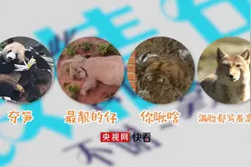大象、藏狐、大熊猫、东北虎……这些可爱的动物贡献了精彩表情包图片