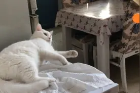 这东西还能当逗猫棒？_你完全想不到的逗猫神器图片