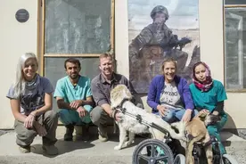 带着流浪猫狗撤离阿富汗，却留下难民，这个英国男人引起了争议图片