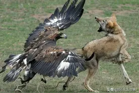 狼唯一的天敌，生活在塔克拉玛干沙漠边缘，最爱的食物是吃狼图片