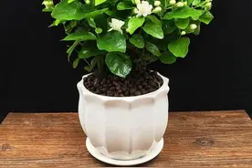 如何扦插茉莉花更容易成活？图片