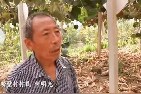 70岁农民种果树，商贩看不上！儿子出新招，沿海富商40一斤疯抢图片